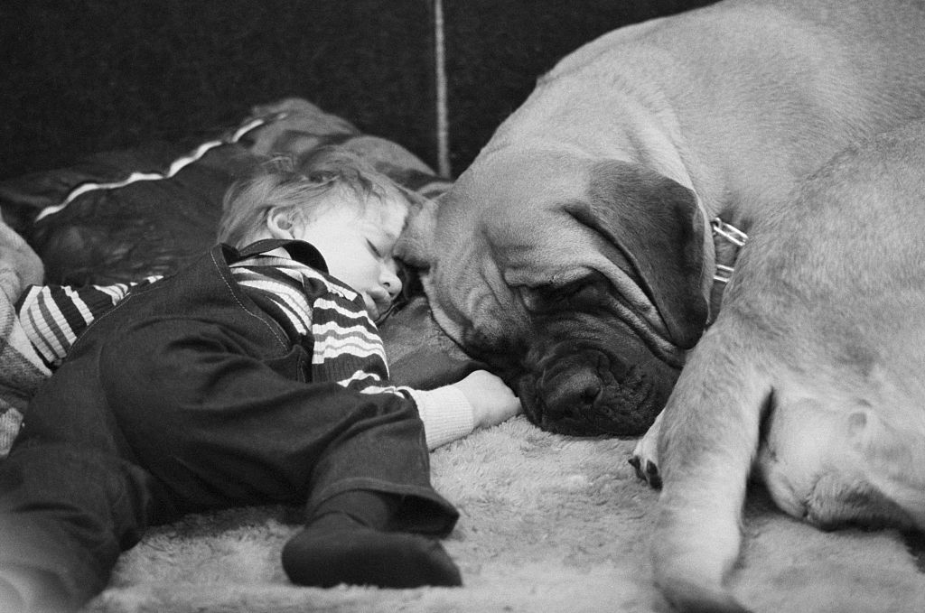 A toddler boys sleeps next to his Mastiff.