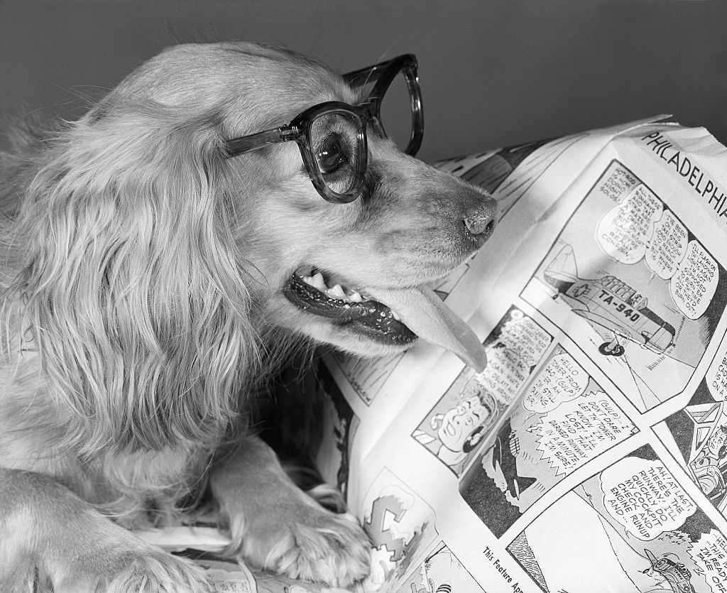 A dog in glasses appears to be reading newspaper comics.