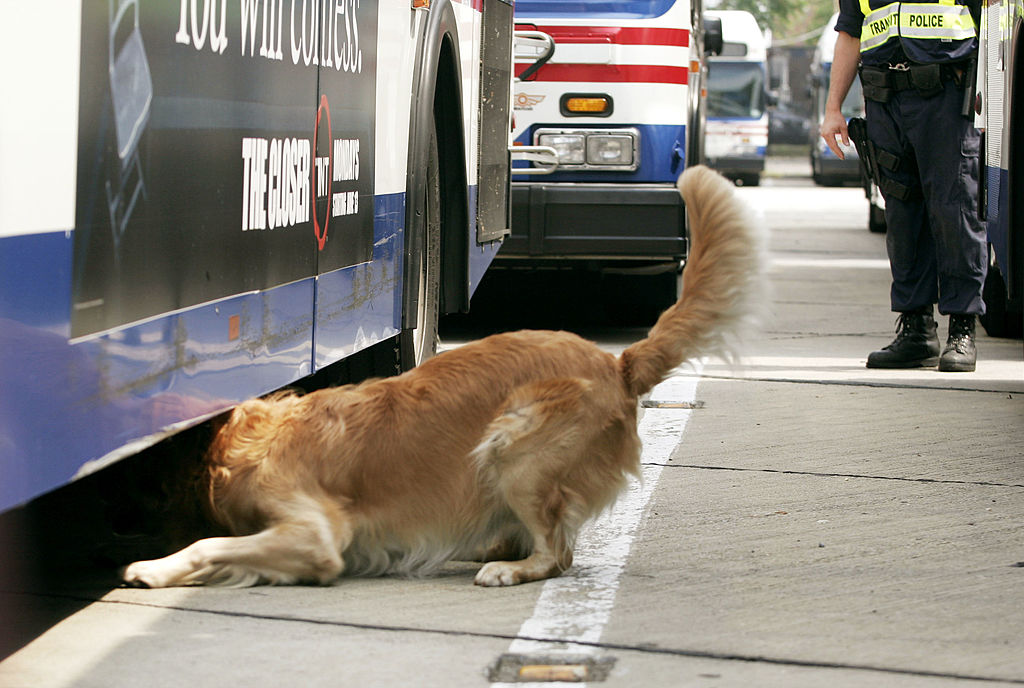 A Golden retriever sticks its head under a bus and its tail high in the air.