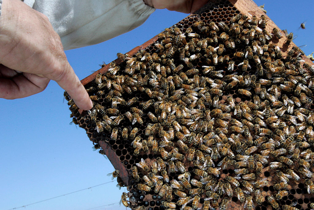A man hold up a beehive and points at it with his pinky.