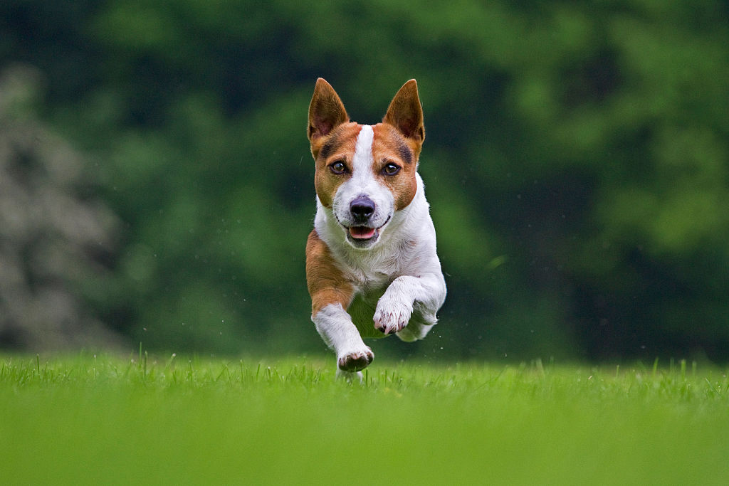 A Jack Russel is midair as it sprints towards the camera.