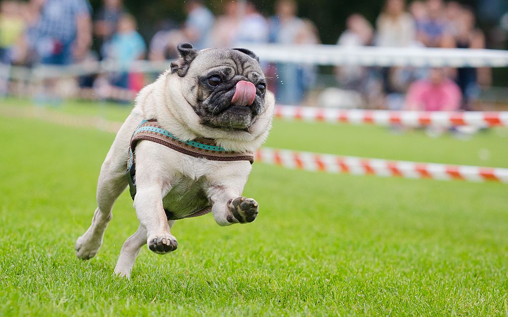 A pug sprints in a race.