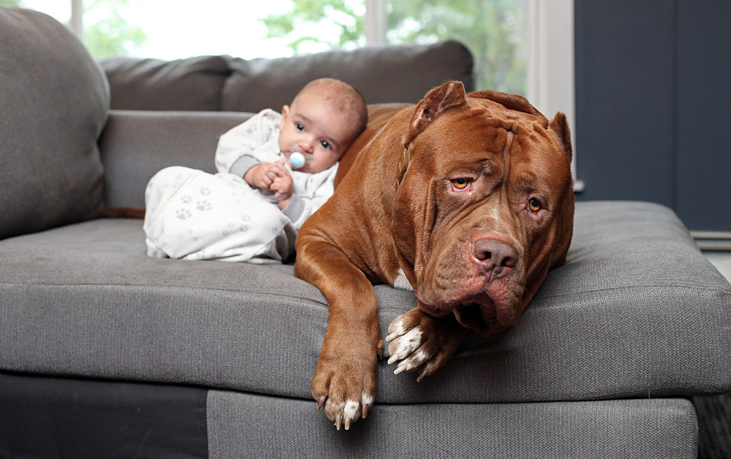 A small baby leans against a pitbull lounging on the couch.