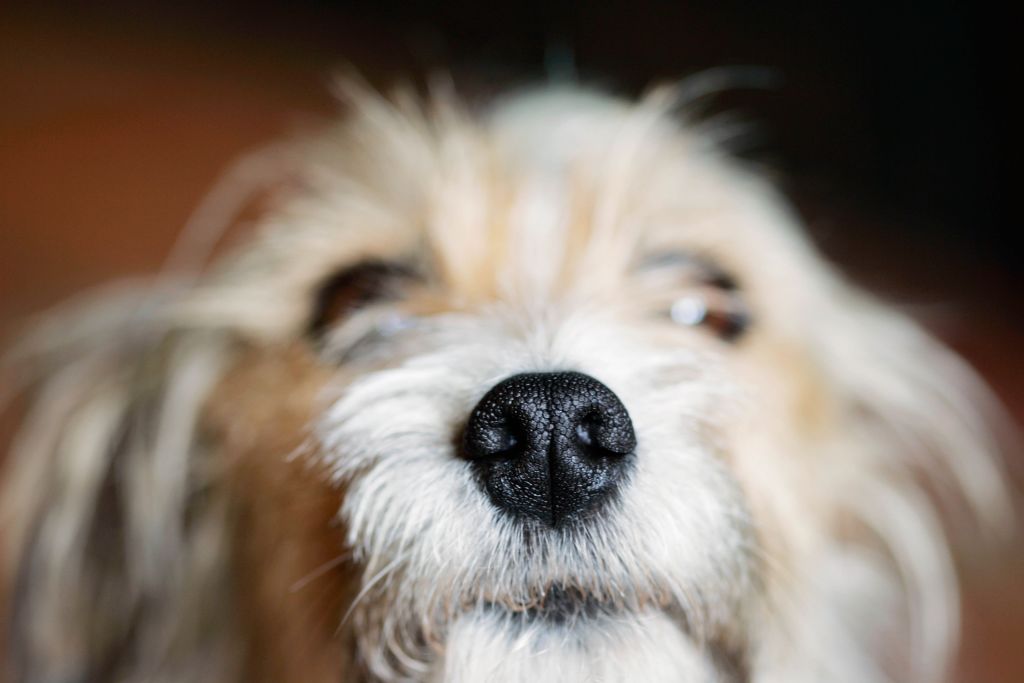 A close-up image is focused on the nose of a dog facing the camera.