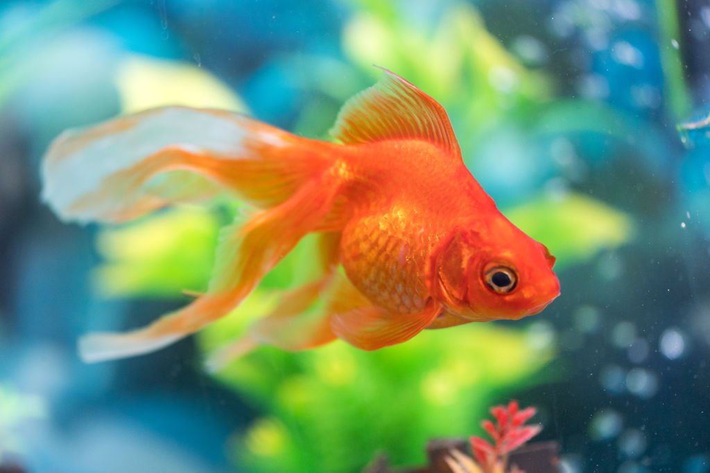 Goldfish Have A Three Second Memory