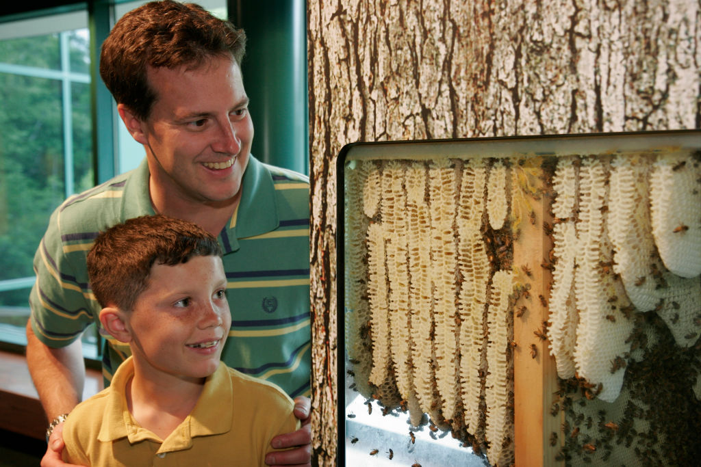 A father and son gaze at a beehive in a museum.