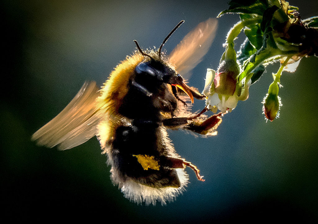A bee flies up to a plant.
