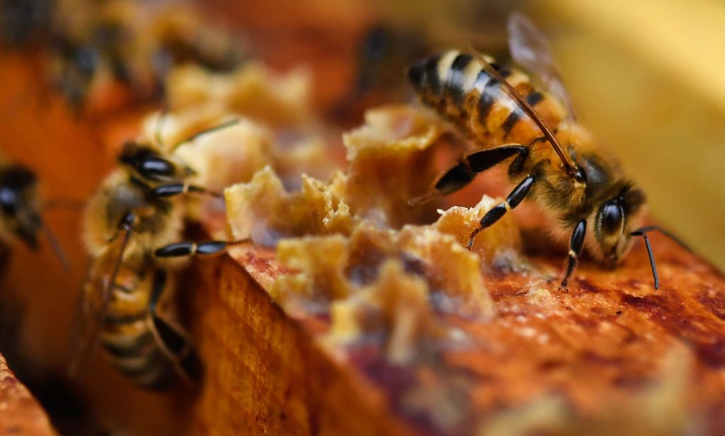 A closeup shows bees crawling near honey.