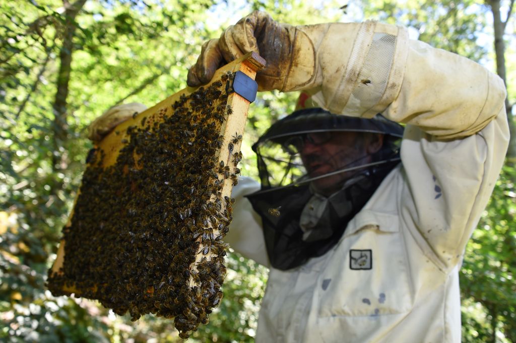A beekeeper holds up a hive riddled with bees.
