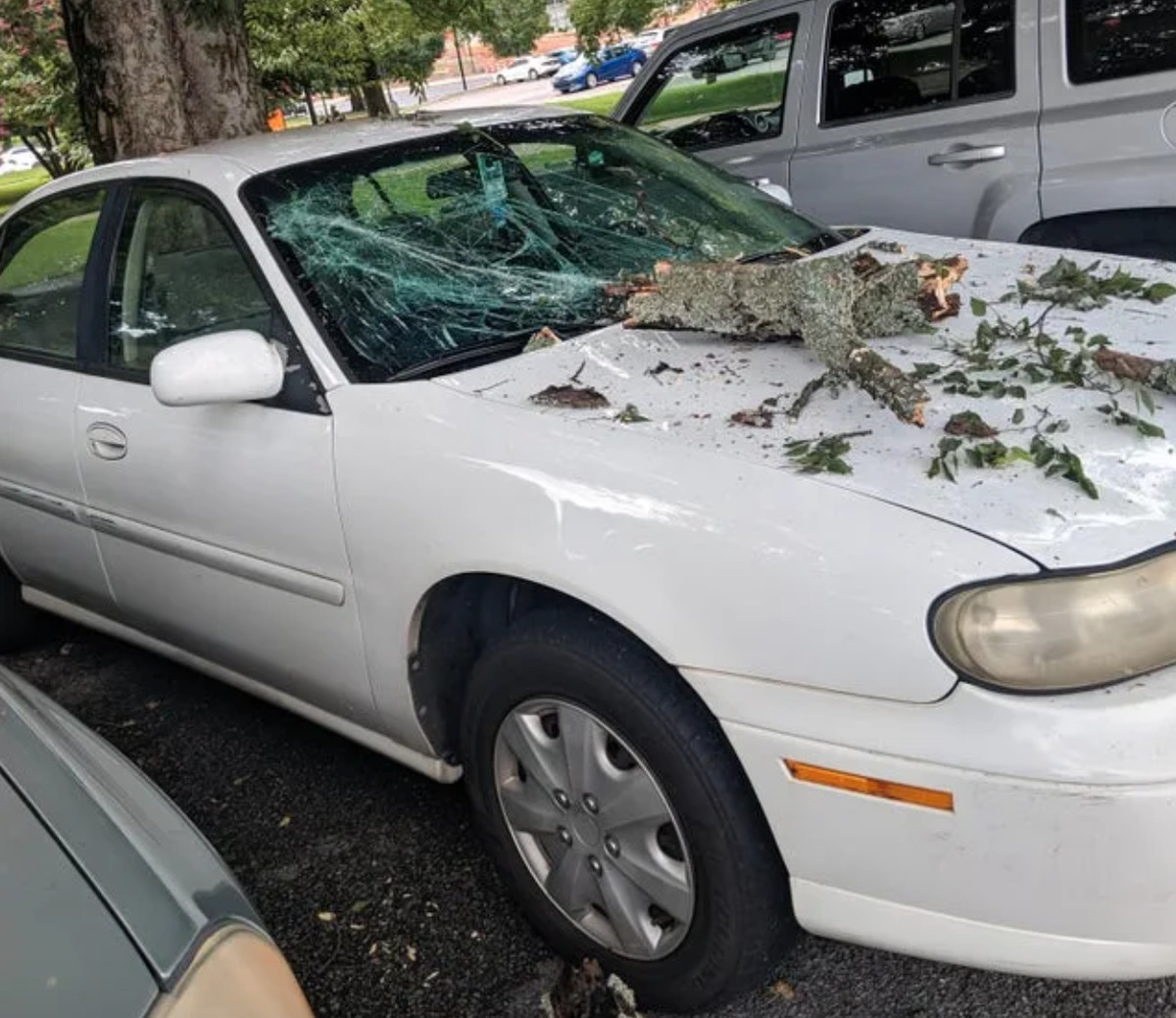 Car windshield smashed by falling branch