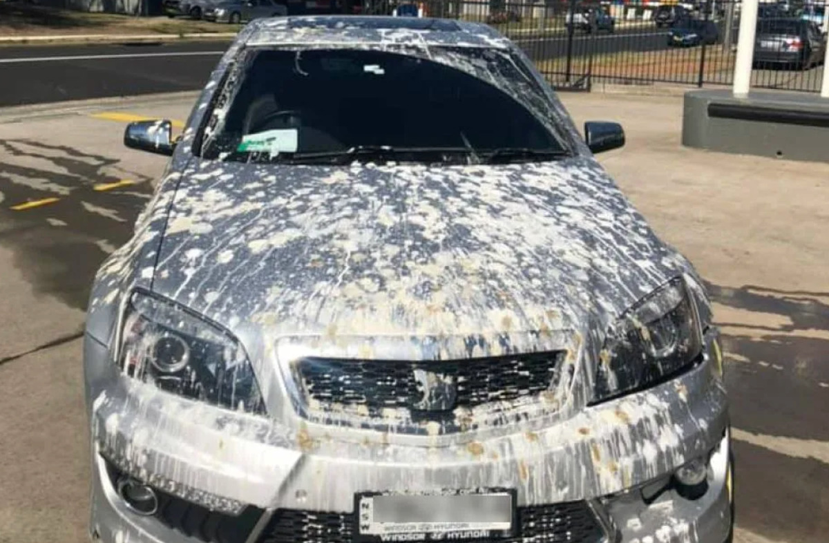 car absolutely covered in bird poop