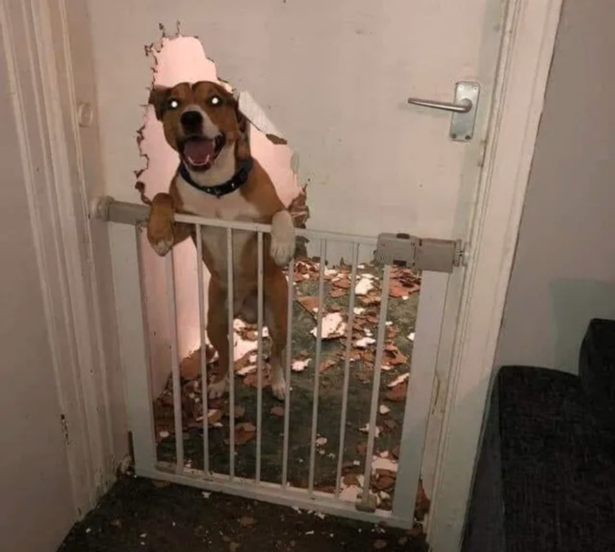 Dog chews through door