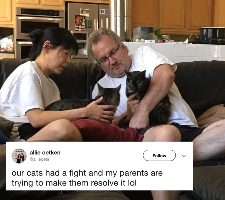 parents trying to get their cats to get along
