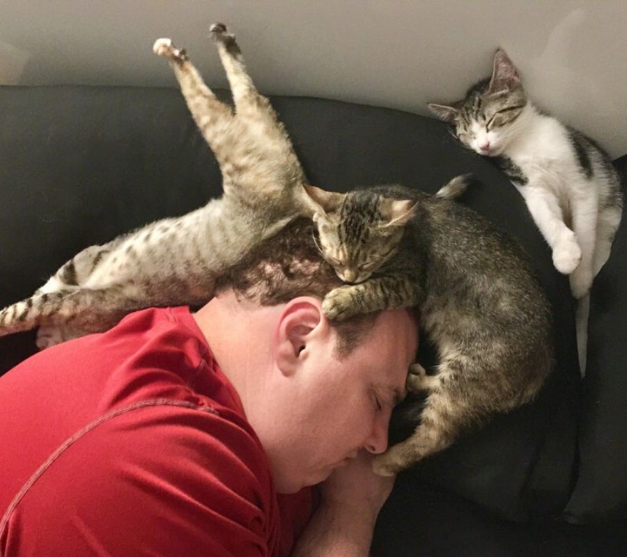 a man with cats sleeping on his head