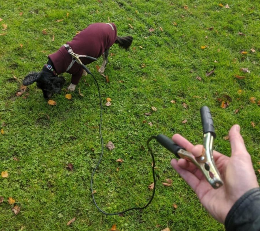 someone using a jumper cable to walk their dog