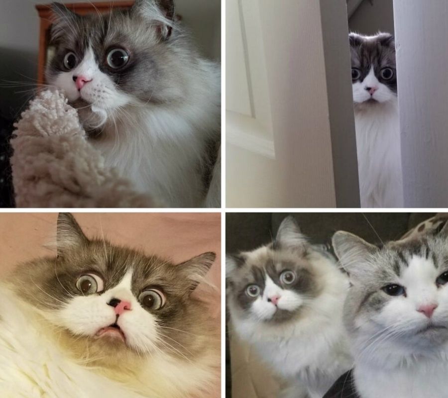 a surprised looking cat 