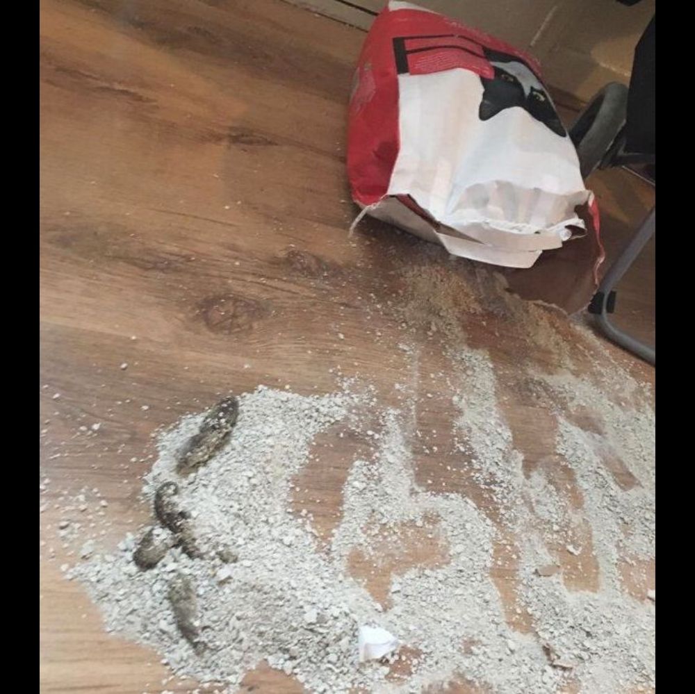 Broken bag of litter with pool in spillage on floor