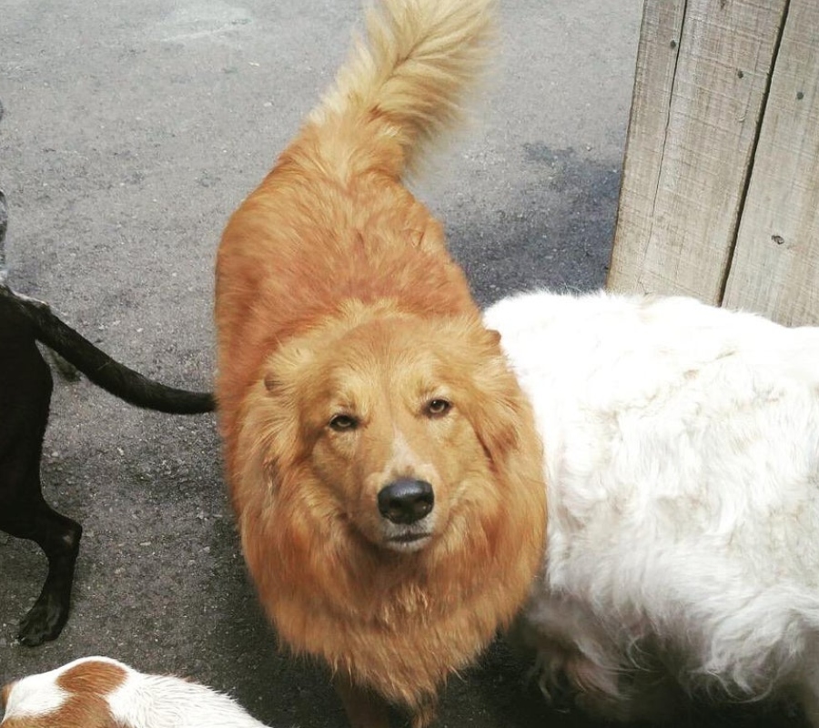 an angry looking dog