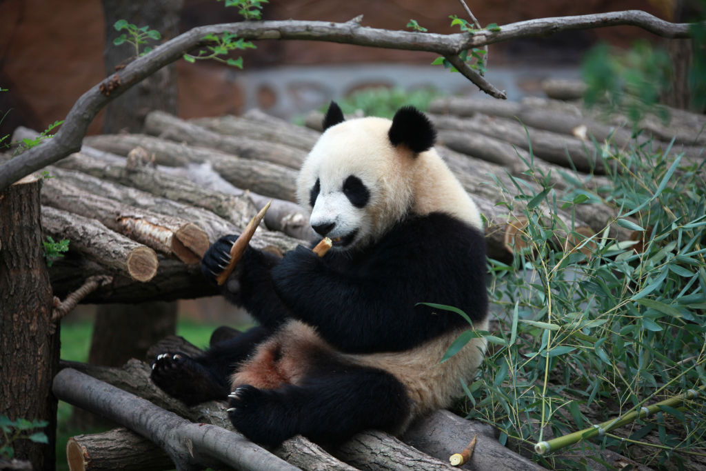 a giant panda playing at the zoo
