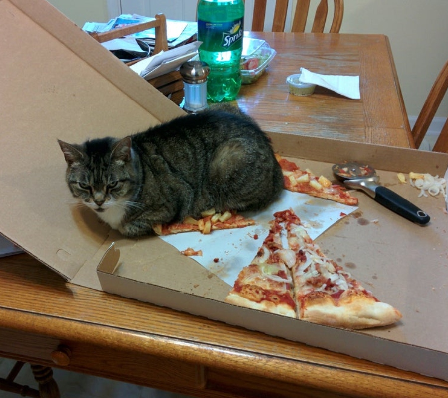 a cat lying on top of someone's pizza