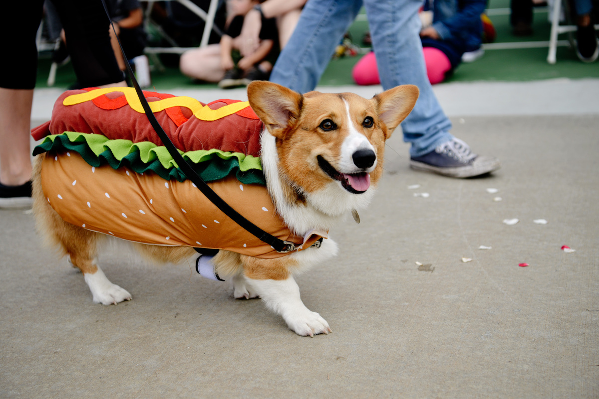 Haute Dog Howl'oween Parade
