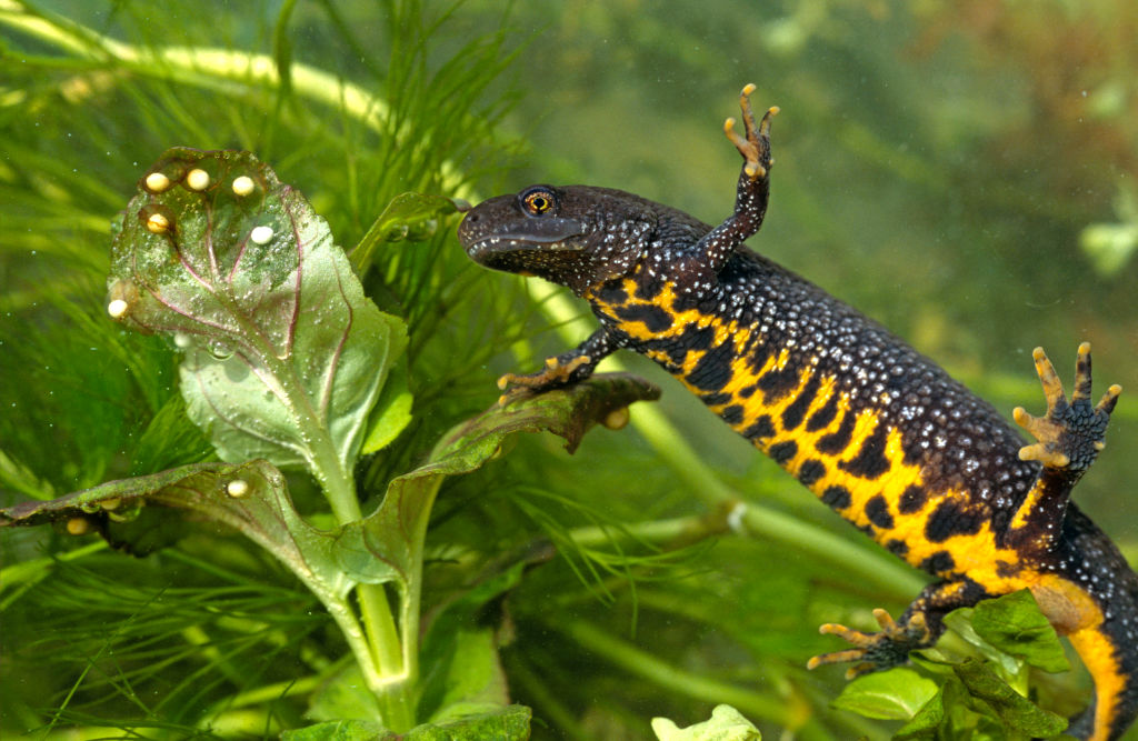 Some Newts Secrete A Powerful & Lethal Mucus