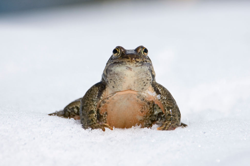 Amphibians Were The Most Dominant Creatures On Earth