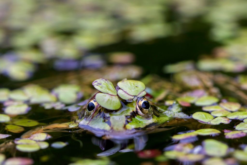 Frogs Have Transparent Eyelids