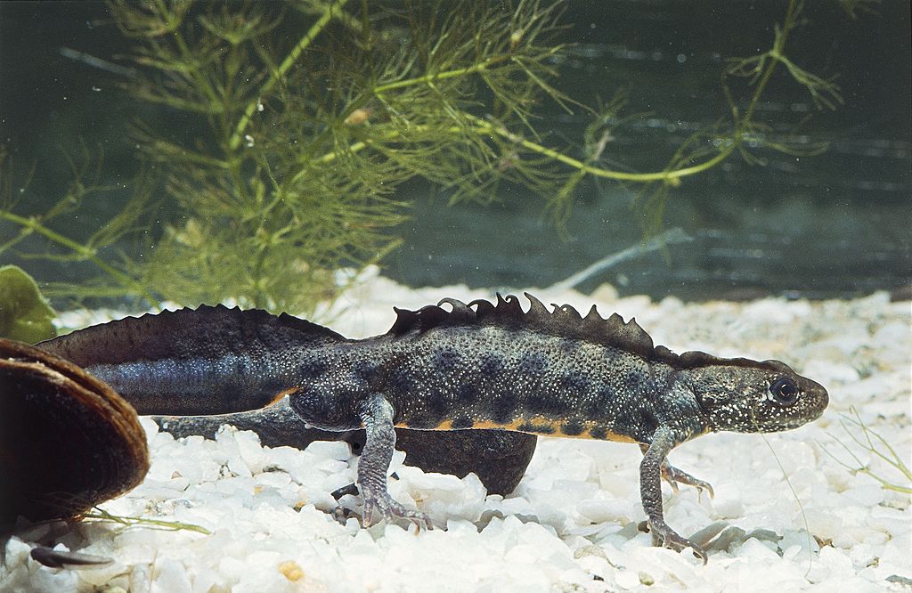 Newts Have Lived In Space
