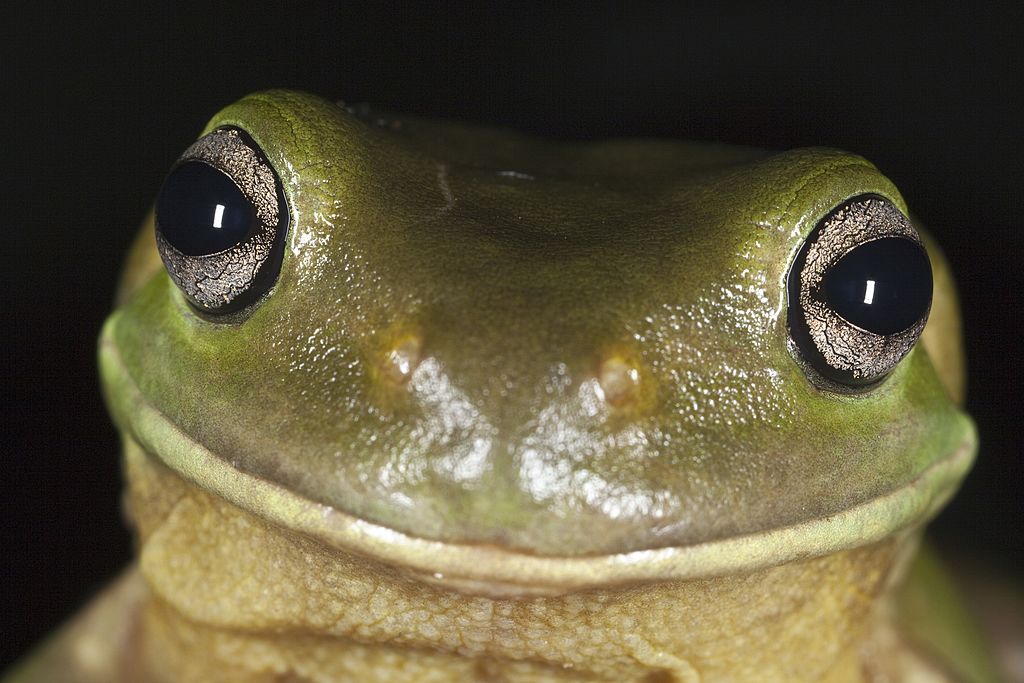 Frogs Breathe Through Their Skin