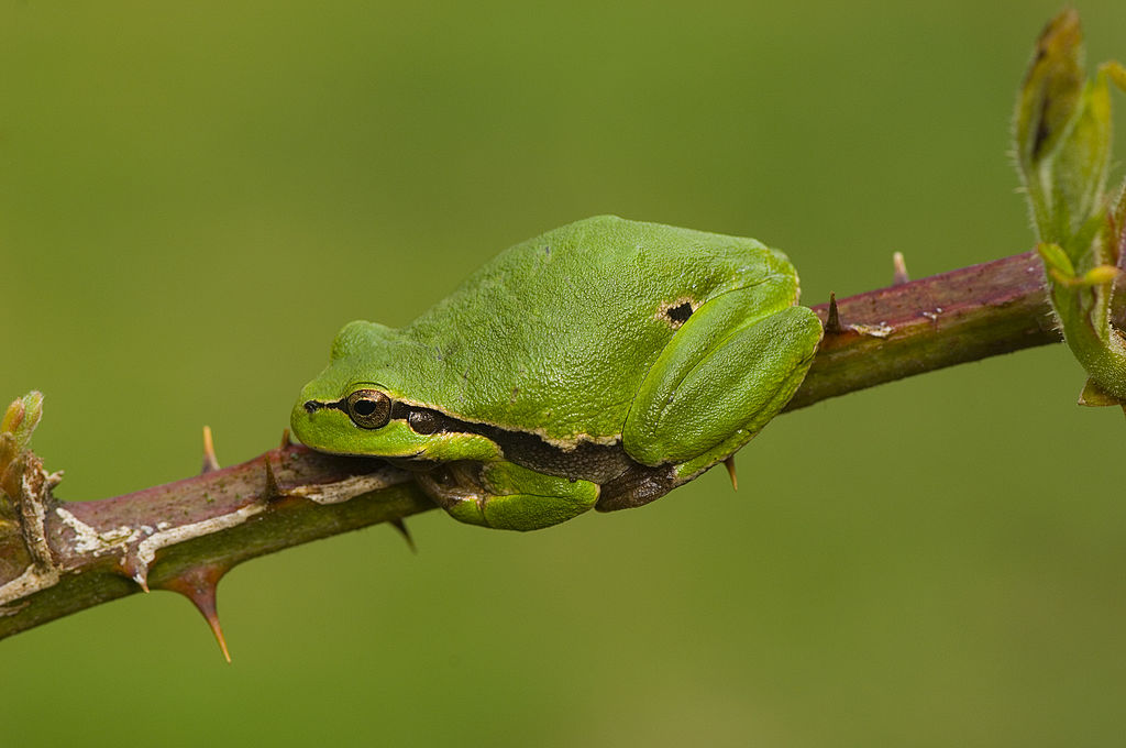 Frogs Can Drown