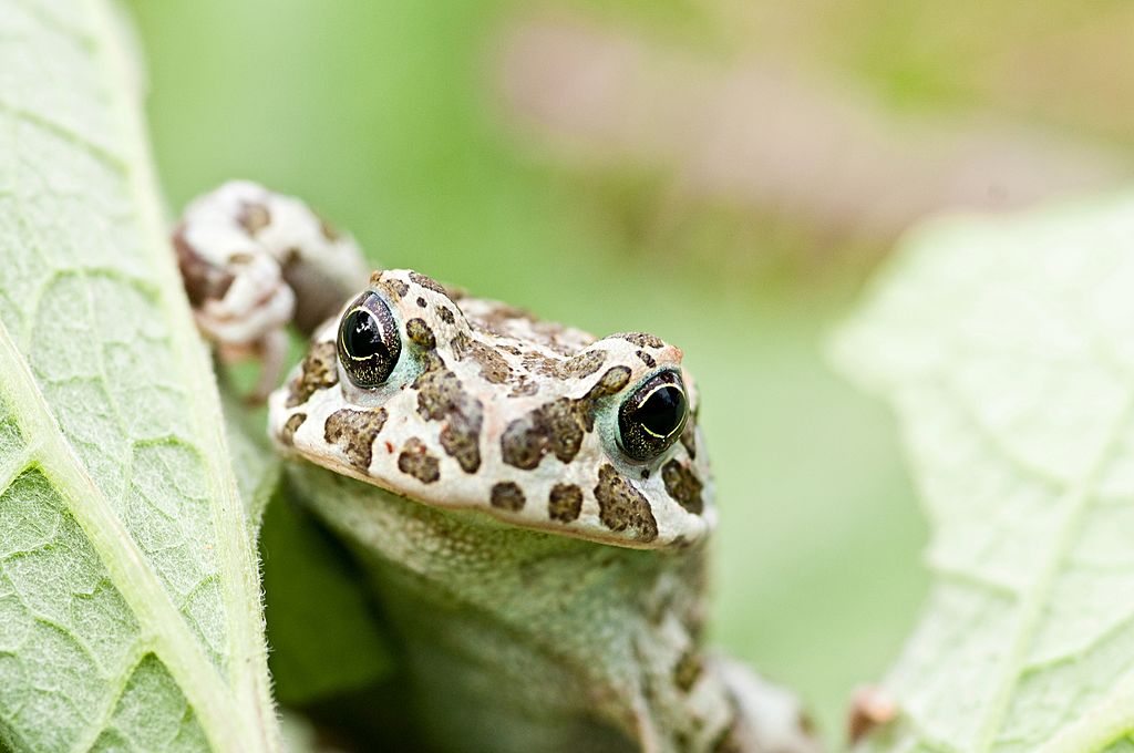 There Are 6,000 Species Of Frogs & Toads On The Planet