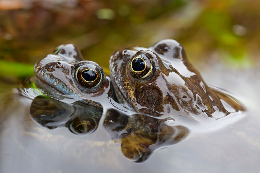 A Frog's Bulging Eyes Helps It See In All Directions