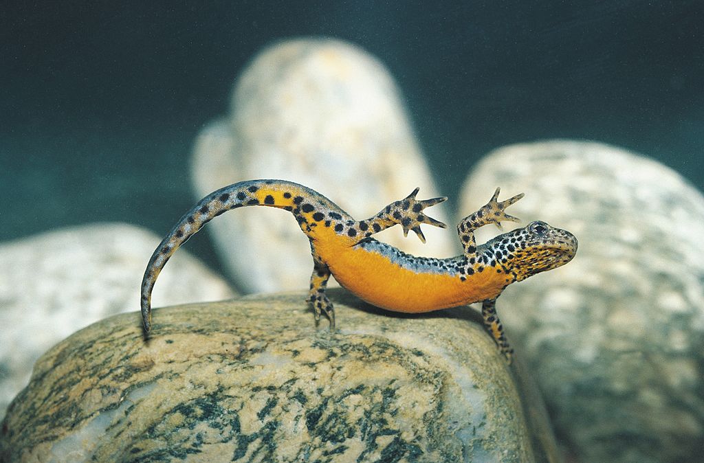 Newts Can Lay Hundreds Of Eggs