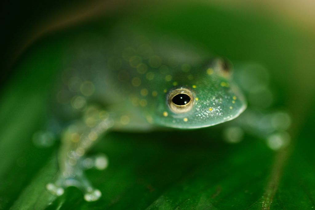 Frogs Do Not Drink Water