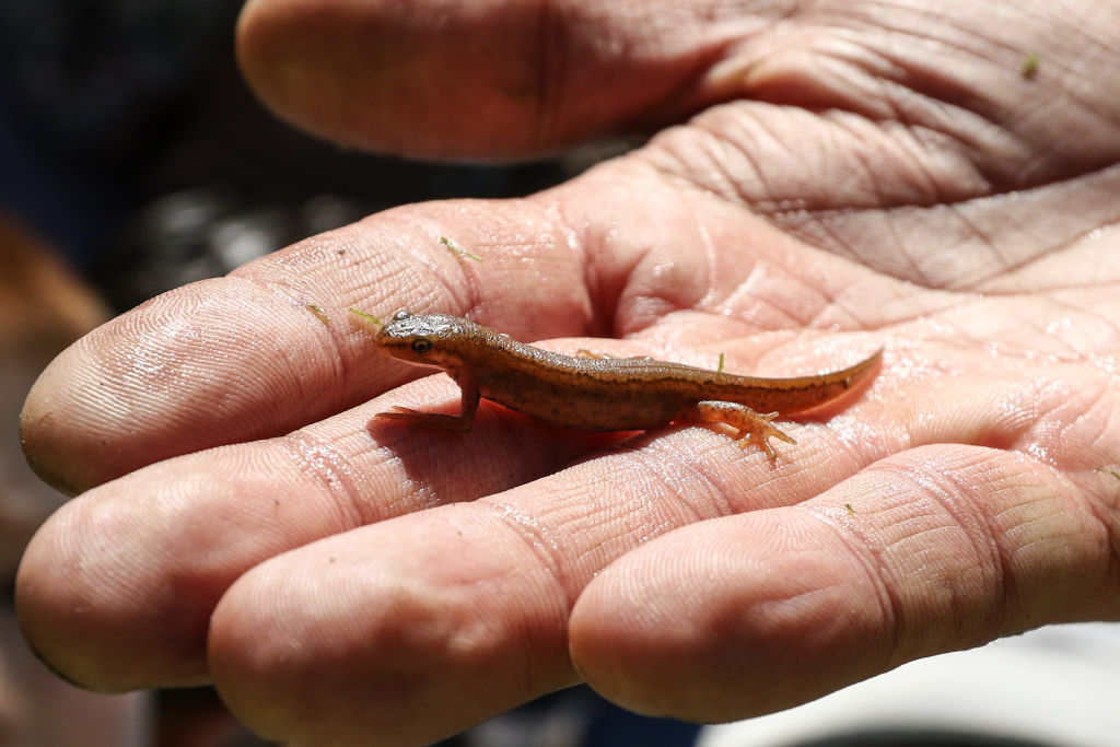 Newts Can Regenerate Their Limbs & Eyeballs