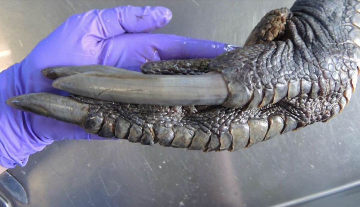 Gloved hand holding a cassowary claw