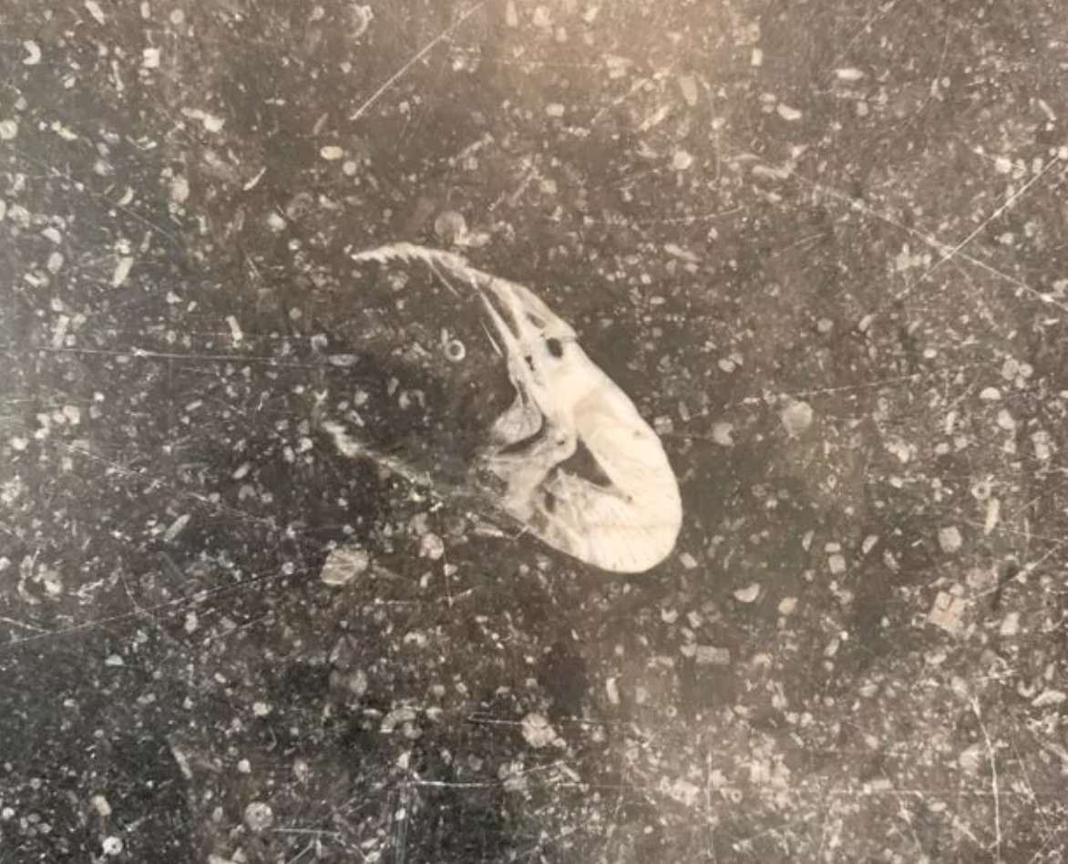 fossil looks like prawn in marble