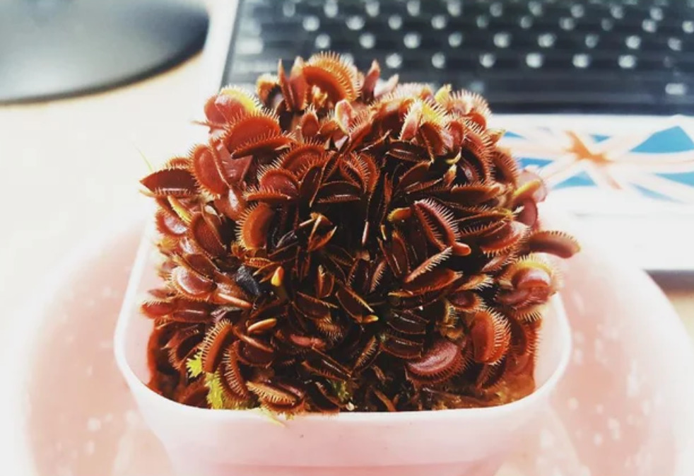 venus flytrap with dozens of tiny little heads