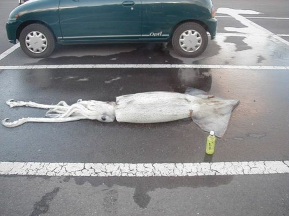 squid on ground in parking lot