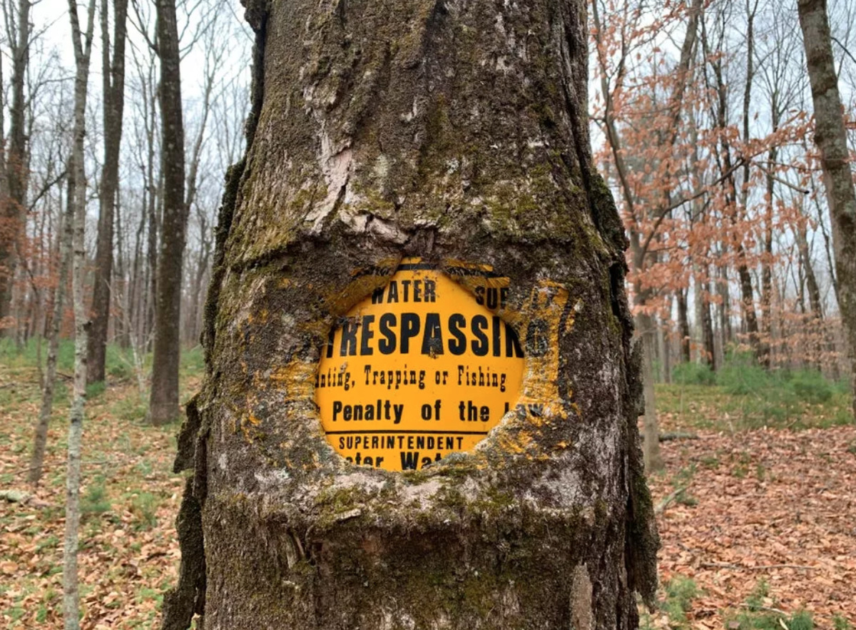 tree engulfs sign attacked to it and has print of sign on it's bark