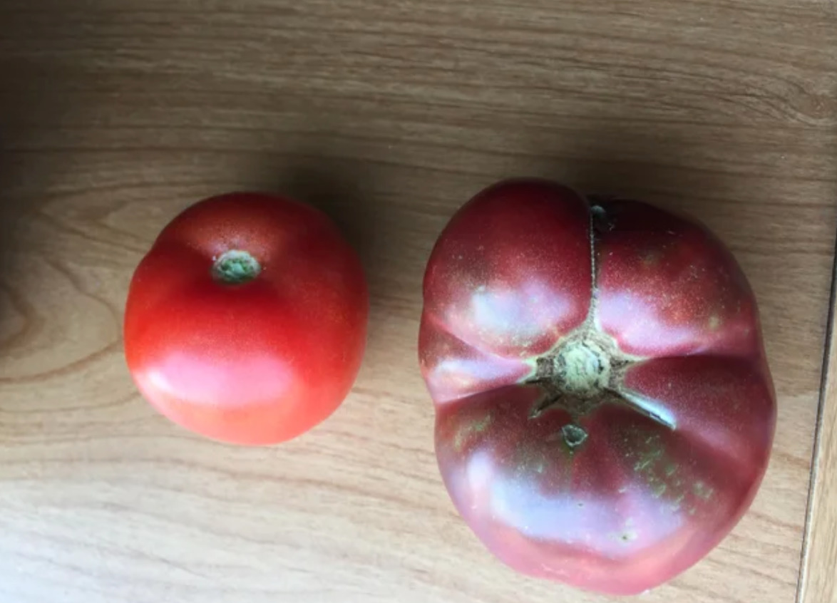 small red tomatoes next to large, more misshapen and dark tomato