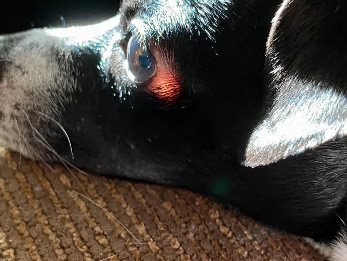 sunlight visible through a dog's eye