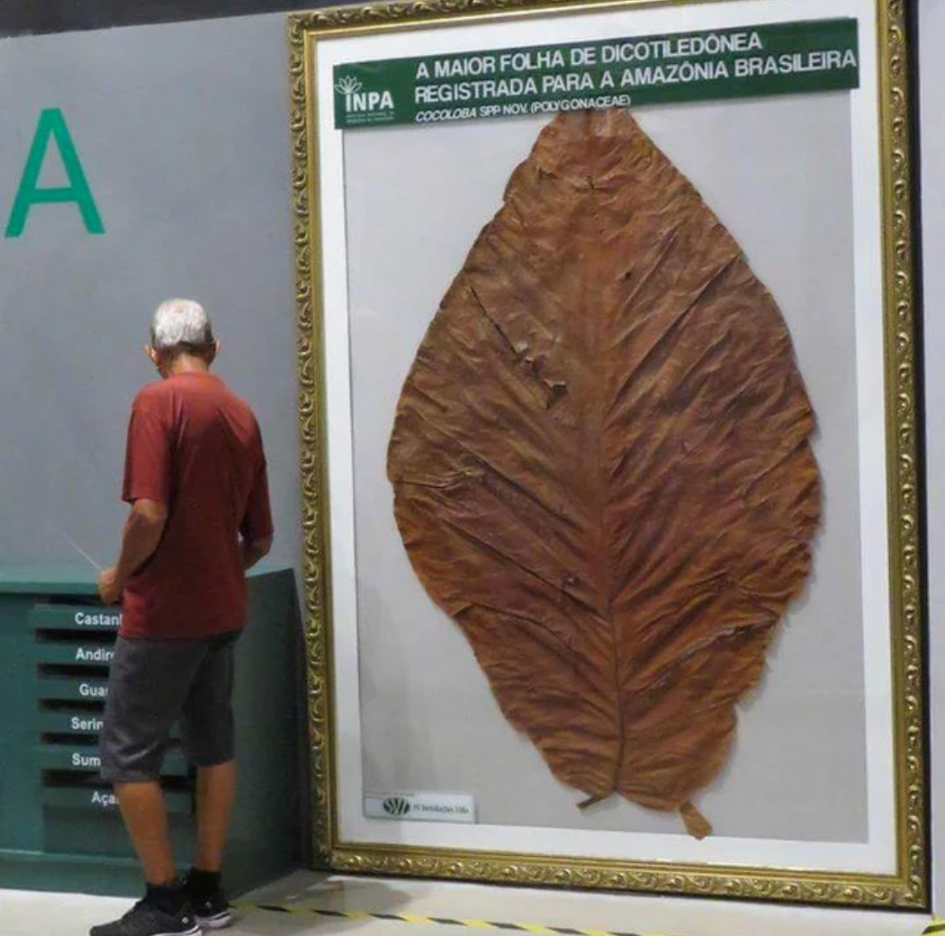huge leaf taller than man in display case