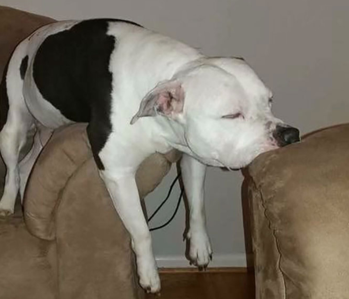 dog sleeping with body on arm of couch and nose on arm of different chair