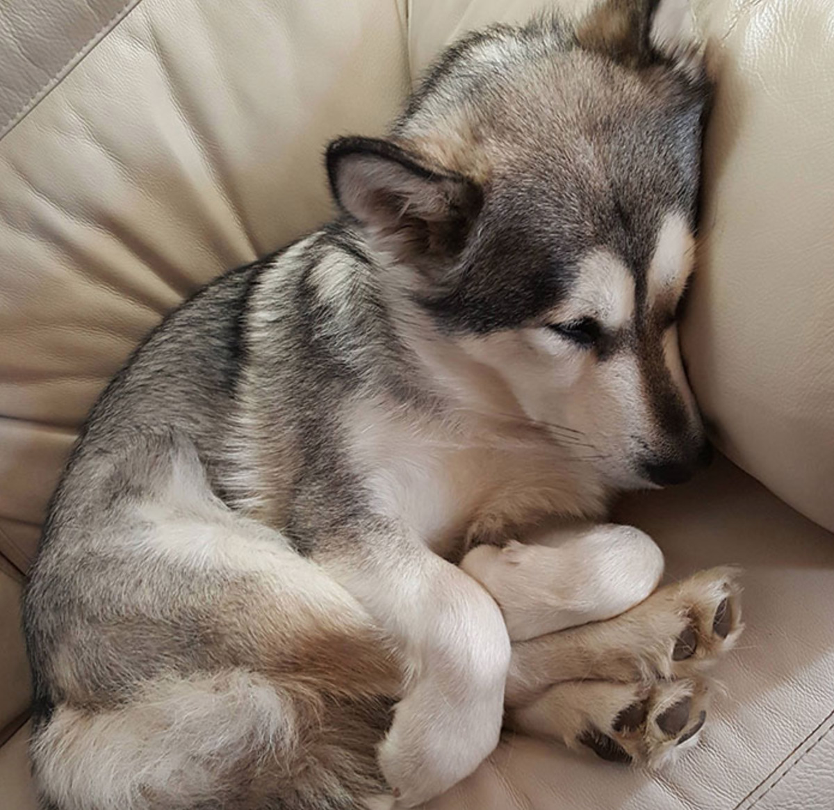 baby husky holds back legs with front paws while sleeping