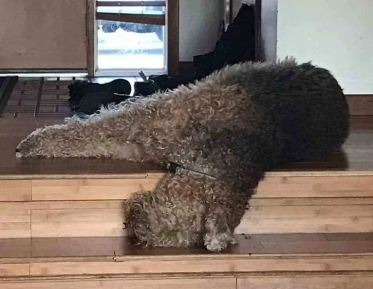 dog sleeps with head on a step below