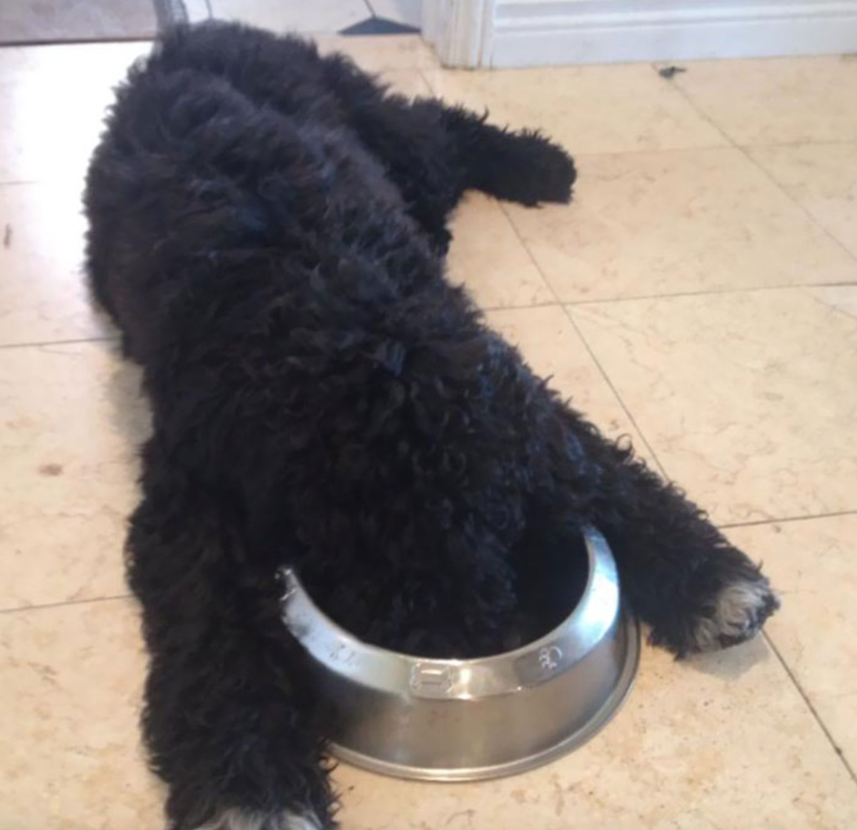 dog falls asleep with face and food bowl