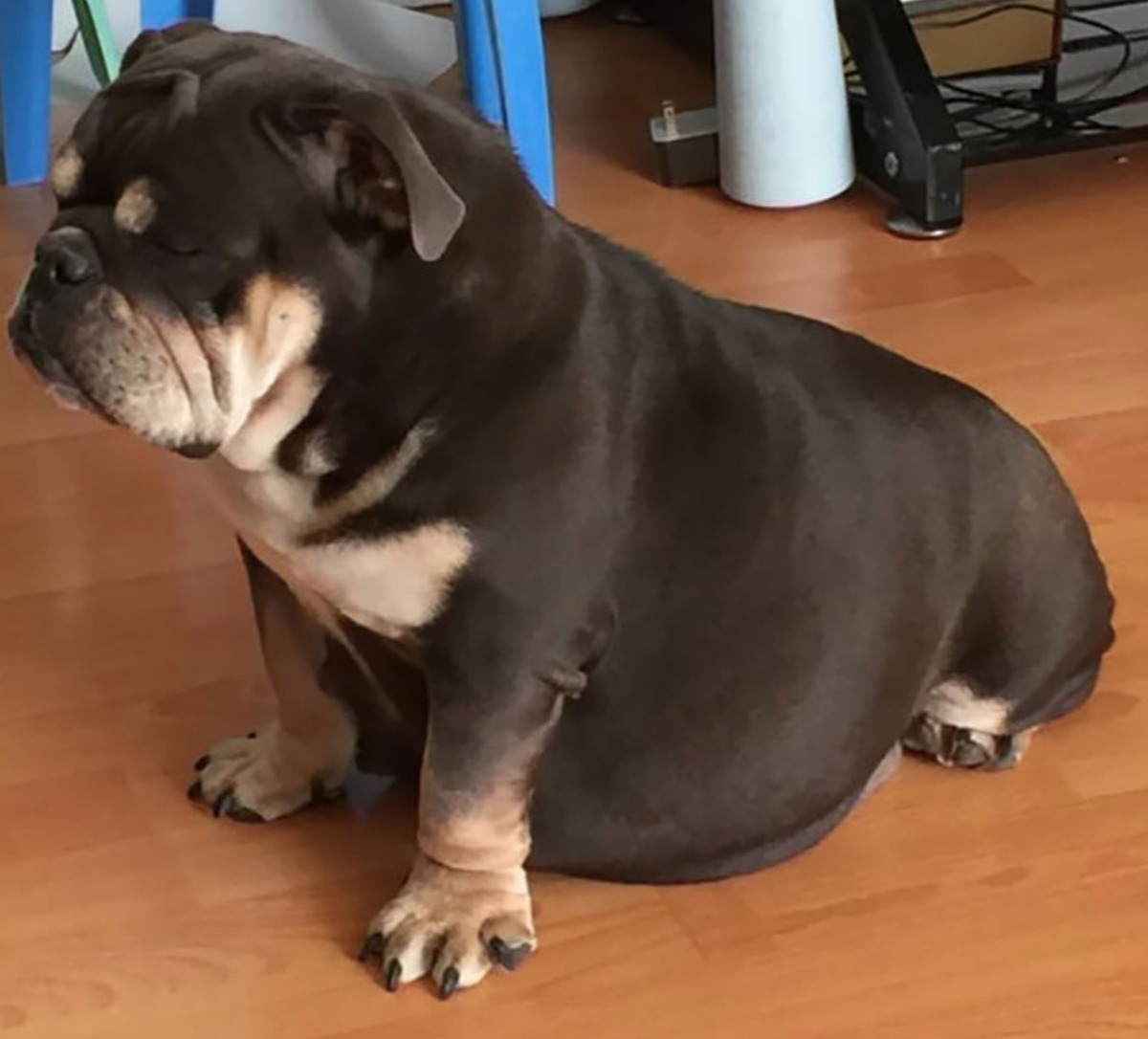 pregnant dog used belly as stand to rest and sleep
