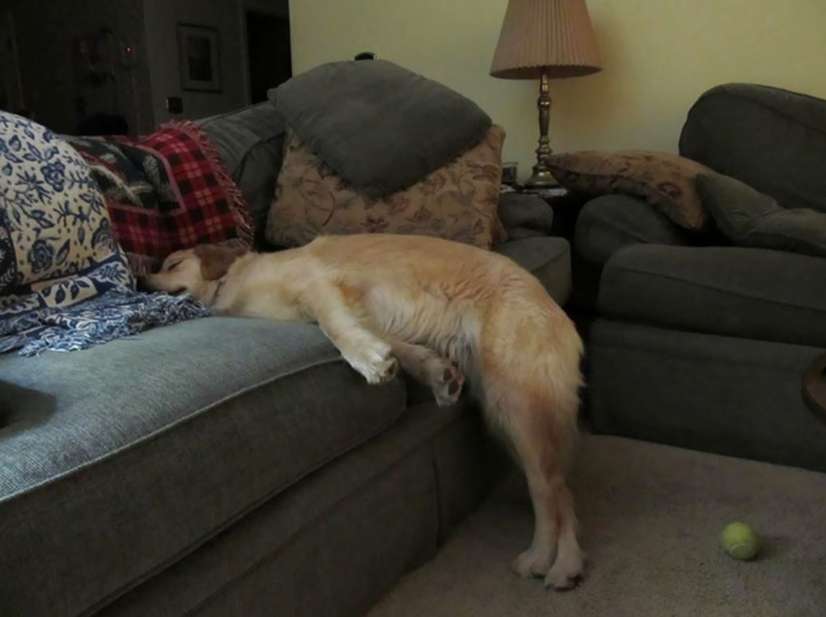 dog sleeps with head and upper body on couch while back legs stand up on floor